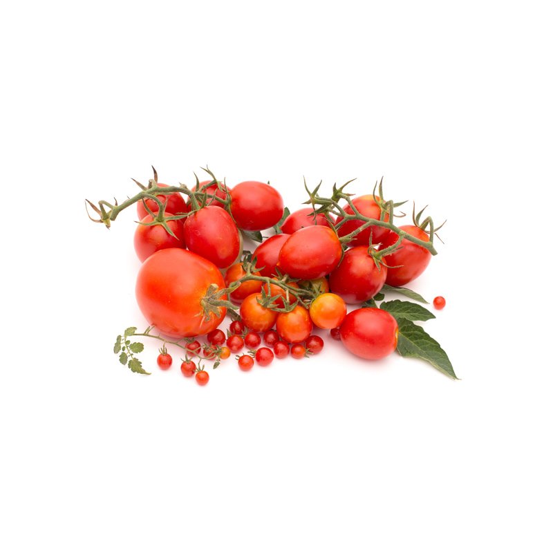 Life Extension Europe: cherry tomatoes  on a vine on a white background